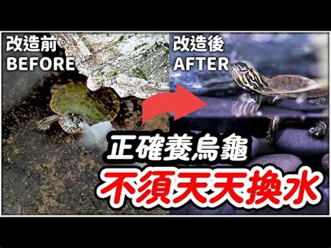 烏龜家|新手必看：烏龜家指南